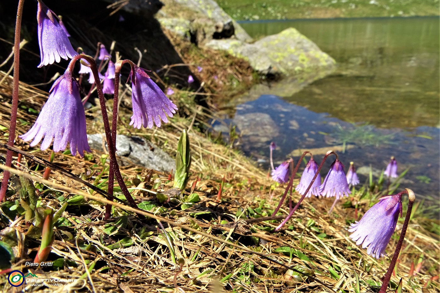 05 Soldanelle pusille al Lago Moro (2335 m).JPG